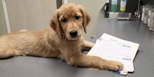 Dog vet at Tenth Street Animal Hospital